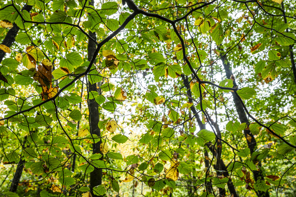 Looking up through the tree branches and leaves along the trail to Rainbow Falls in the Blue Ridge Mountains of North Carolina.