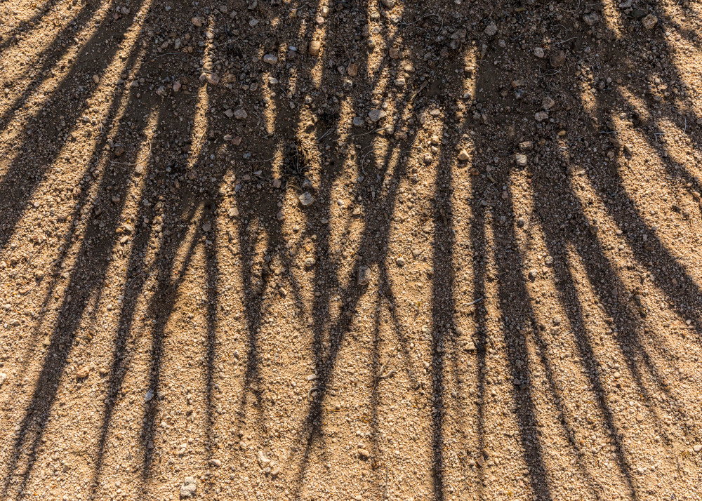 Shadows of yucca leaves on the dry desert ground, Joshua Tree National Park, California, USA.