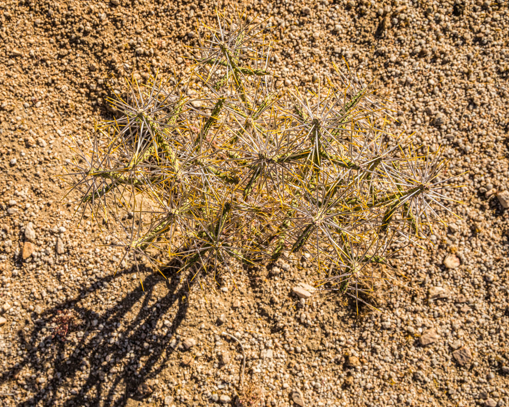 Pencil Cholla grows on the gravelly dry ground, Joshua Tree National Park, California, USA.