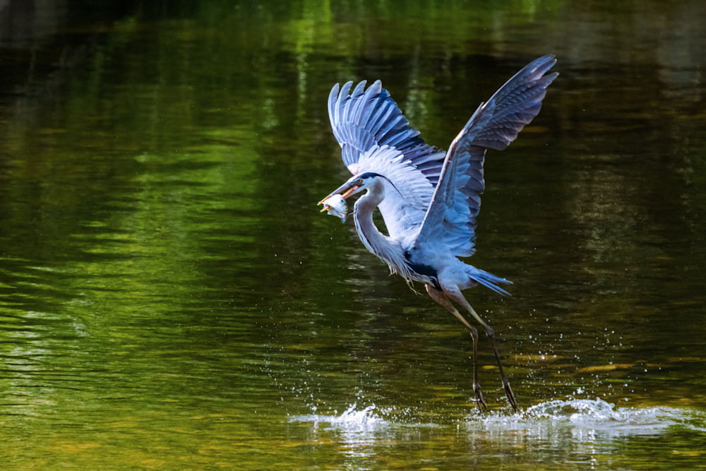 Elegance In Motion Art | Duane Lowe Photography