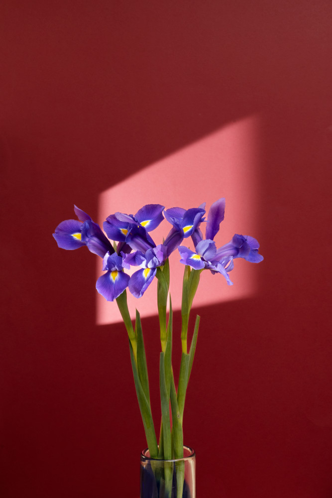 Irises 3 Photography Art | Lester Blair Gallery