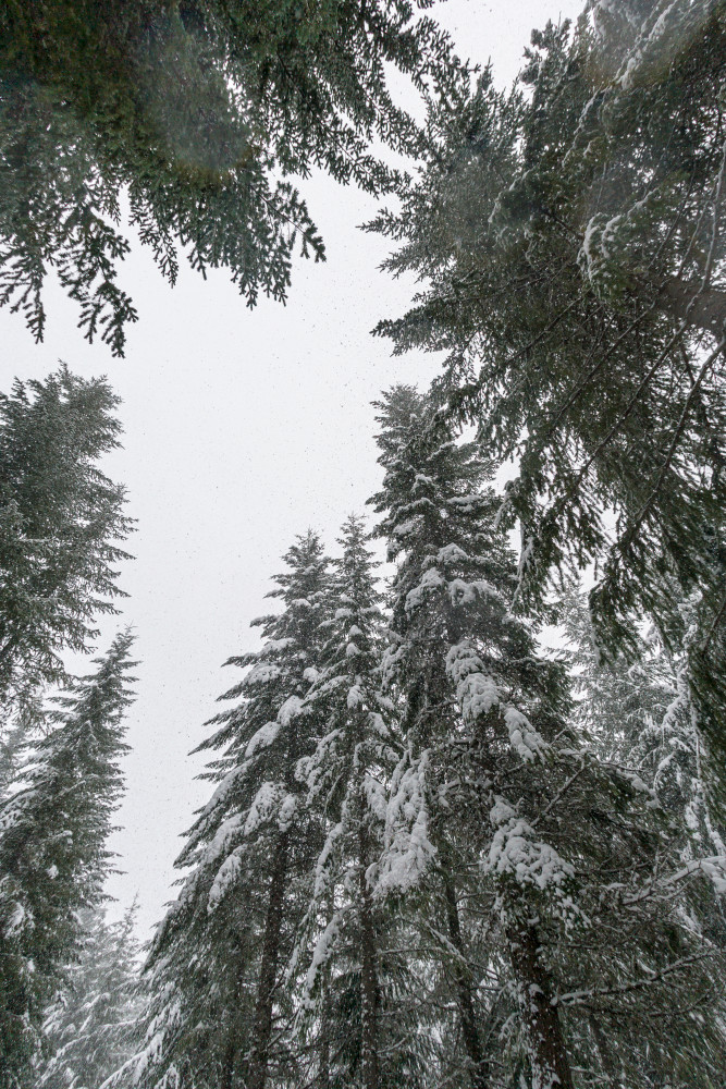 Looking up through the forest trees at falling snow and cloudy skies.
