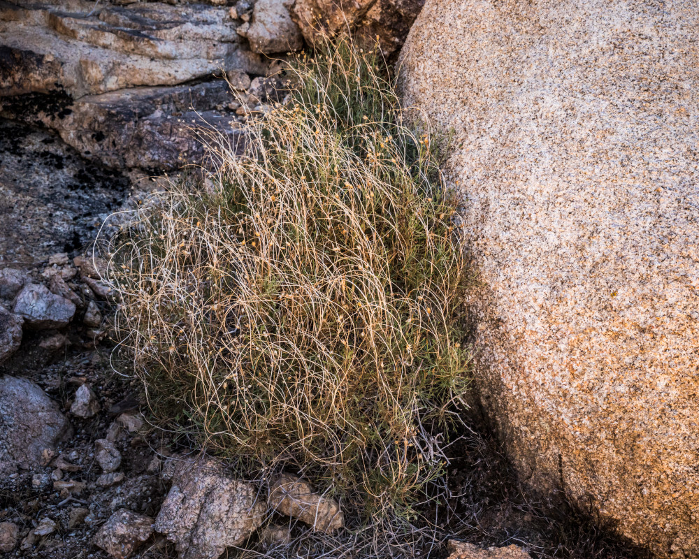 A delicate plant growing among the rocks of Joshua Tree National Park.