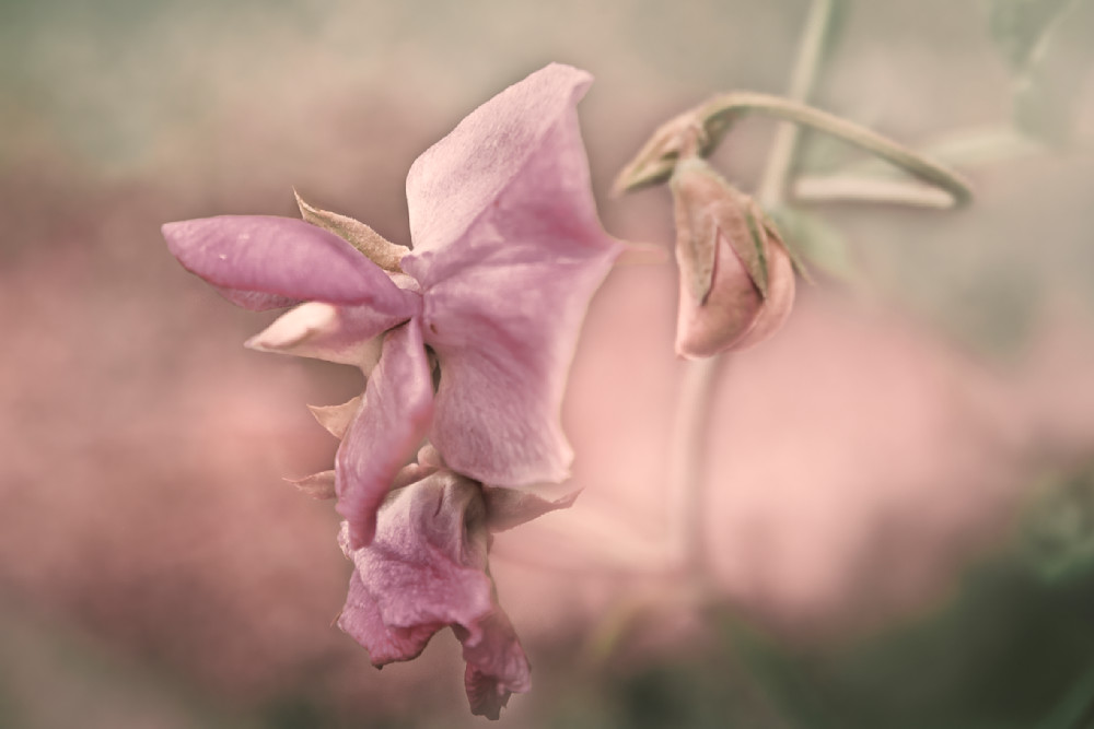 Fleeting Grace – Fine Art Floral Photography by Janie Lynn | Dreamy Sweet Pea Blossom Wall Art