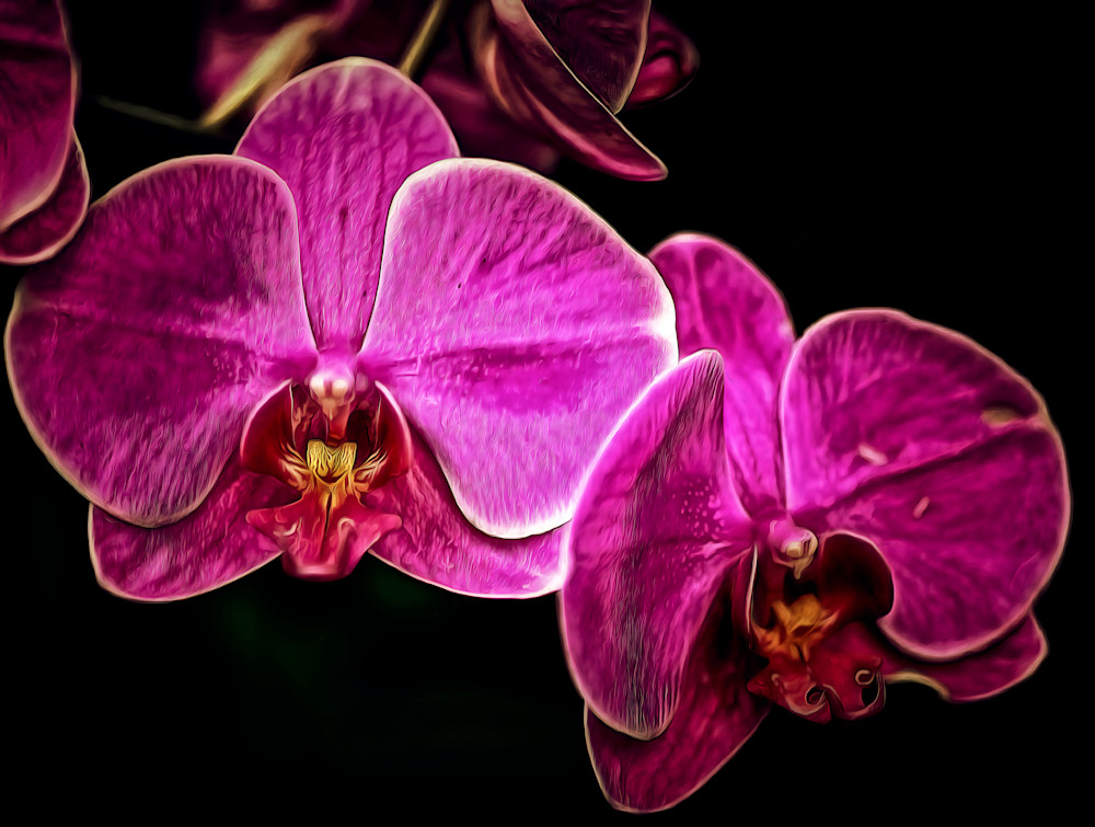 Aura delle Orchidee (2025)