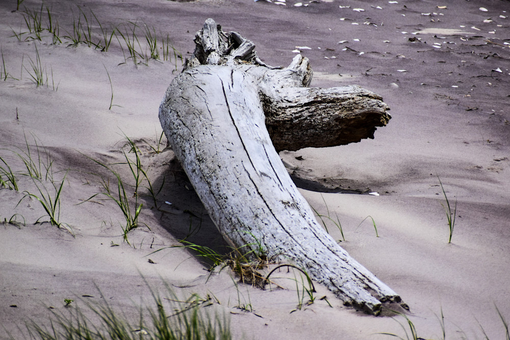 Beached Photography Art | Set2Rize Images