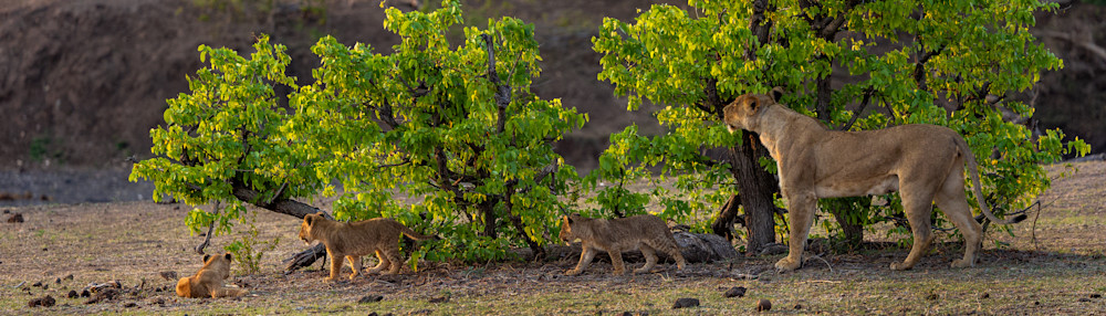 Cubs’ Journey Beneath The Sunlit Leaves Photography Art | Kevin Morris Photography USA
