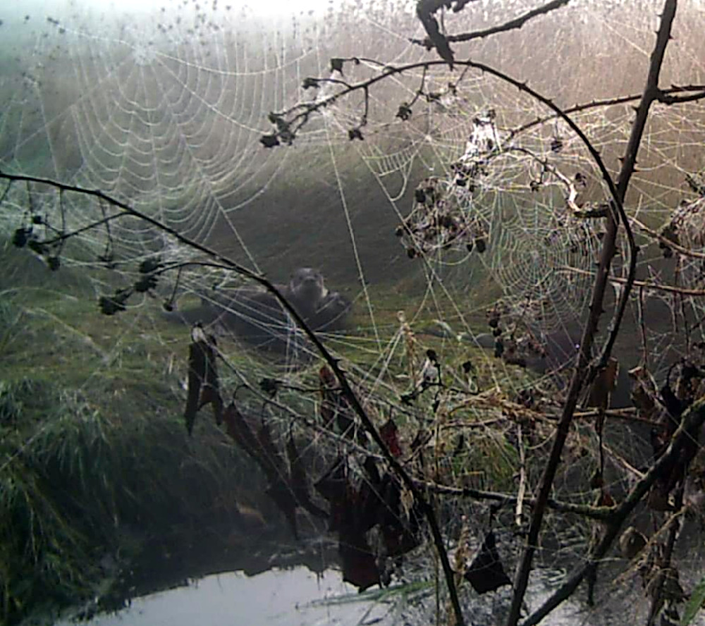 Beavers In The Web Photography Art | InYourBackyard