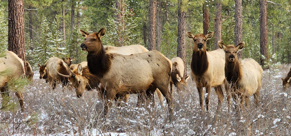 Elk Closeup In Central Oregon Photography Art | InYourBackyard