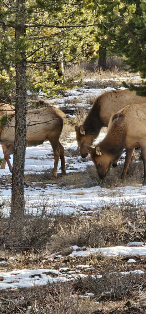 20240206 161615 Photography Art | InYourBackyard