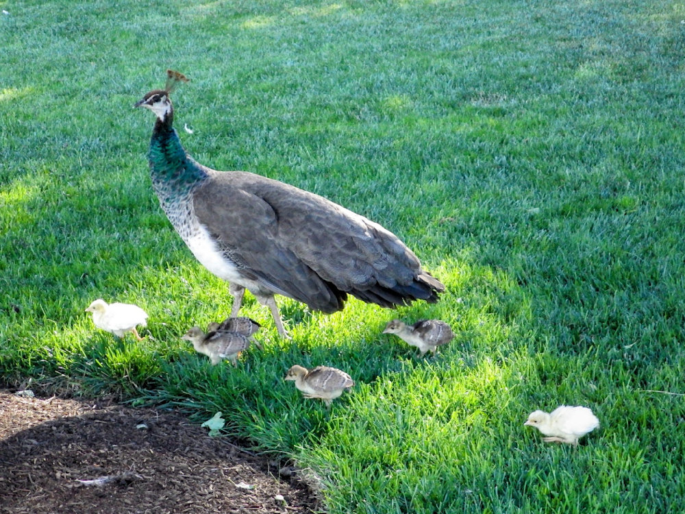 Peacock And Her Chicks Photography Art | InYourBackyard