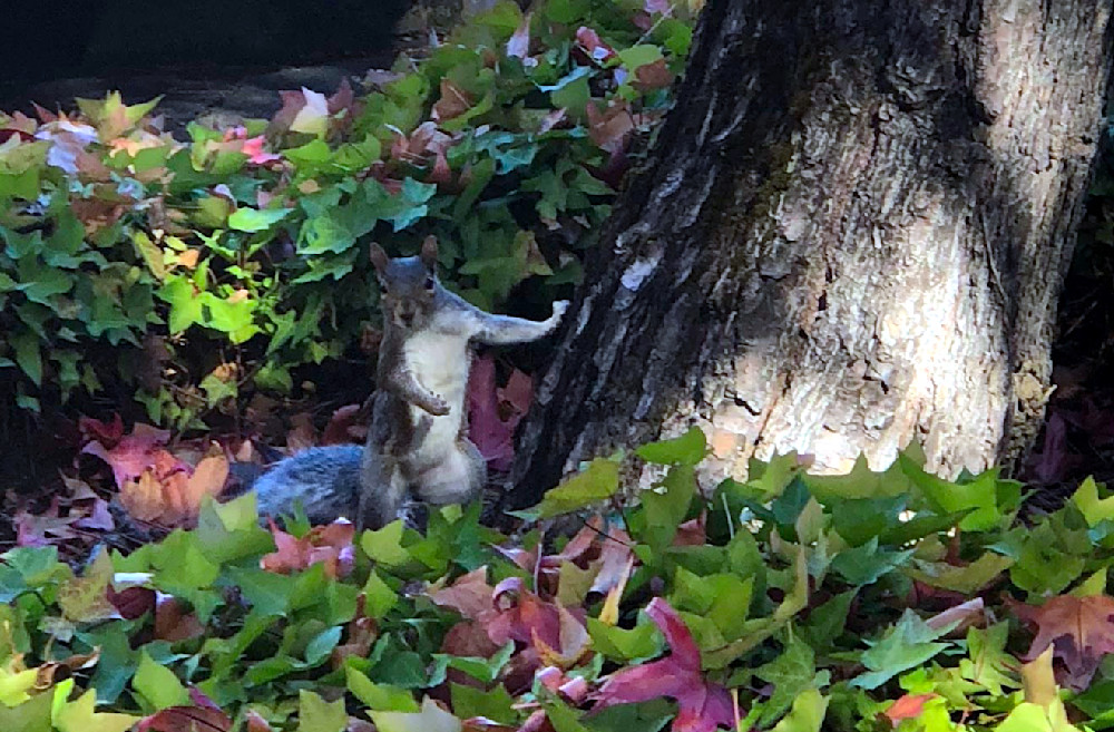 Squirrel Chilling At A Tree Photography Art | InYourBackyard