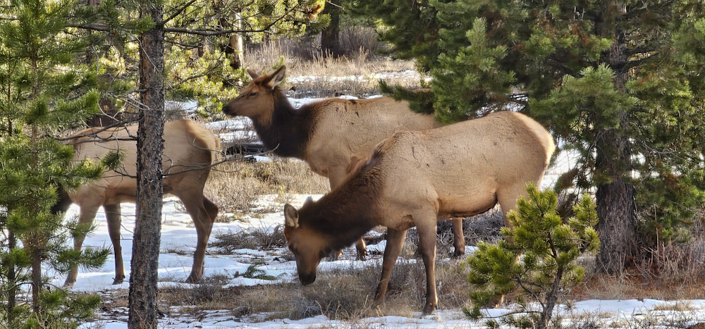 20240206 161636 Photography Art | InYourBackyard