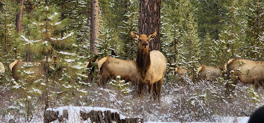 Majestic Elk Photography Art | InYourBackyard