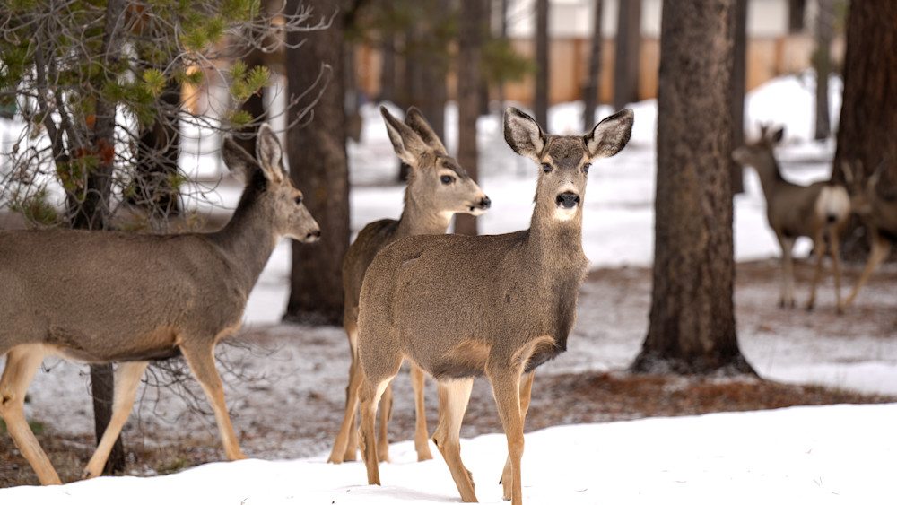 Mule Deer In Central Oregon Photography Art | InYourBackyard