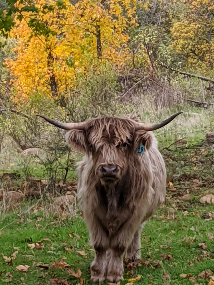 Highlander Cow In The Country Photography Art | InYourBackyard