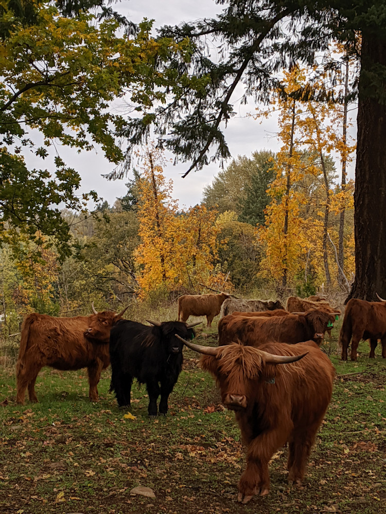 Group Of Highlander Cows Photography Art | InYourBackyard