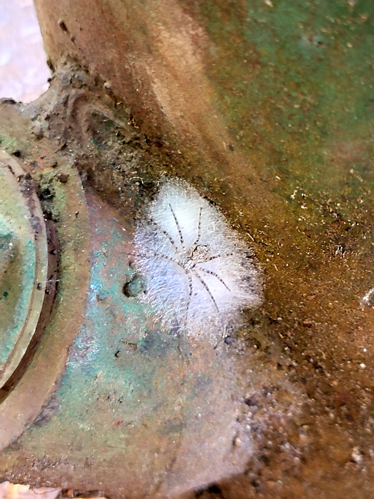 Spider On Spout Photography Art | InYourBackyard