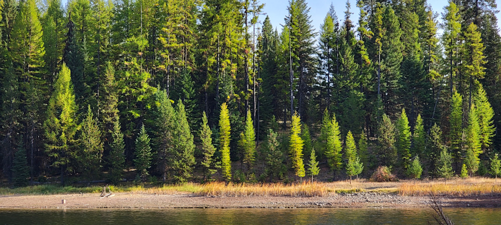 River Bank Of Trees Along Deschutes River Photography Art | InYourBackyard