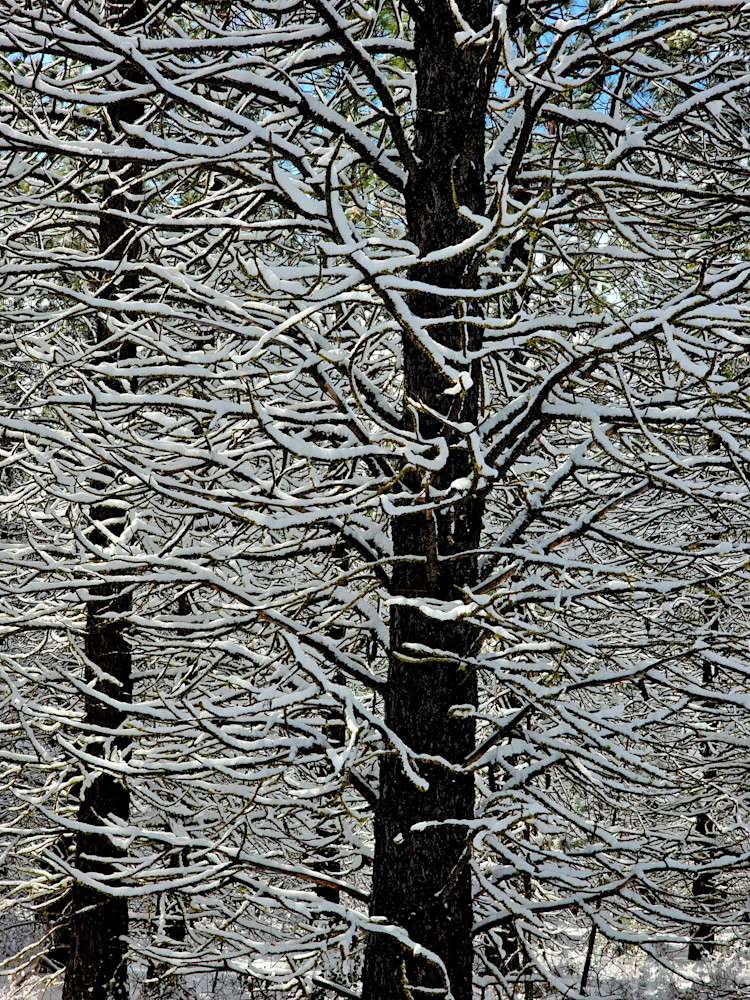 Snow Covered Branches Photography Art | InYourBackyard