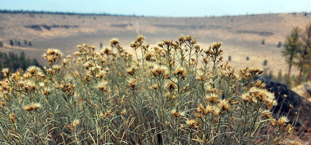 Rubber Rabbitbrush   Hole In The Ground   Central Oregon Photography Art | InYourBackyard