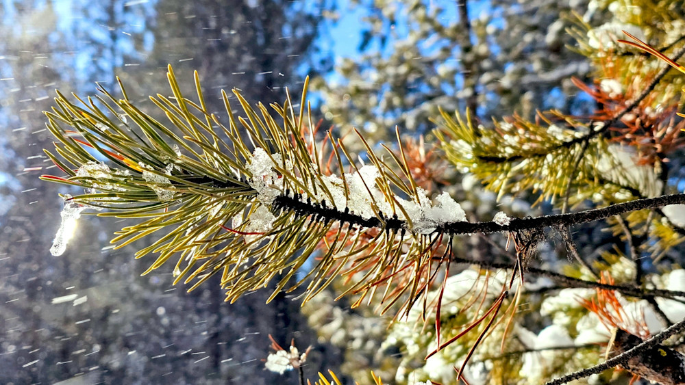 Pine Branch Snow Drops Photography Art | InYourBackyard