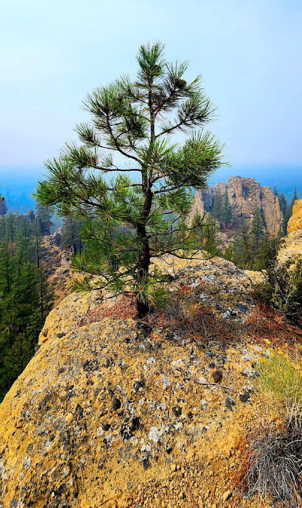 Pine Growing Out Of Rock Central Oregon Photography Art | InYourBackyard