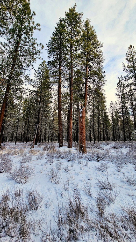 Ponderosa Pines In The Deschutes National Forest Photography Art | InYourBackyard