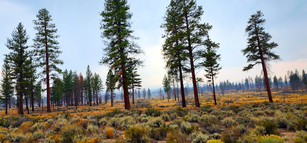 Ponderosa Pines Central Oregon Photography Art | InYourBackyard