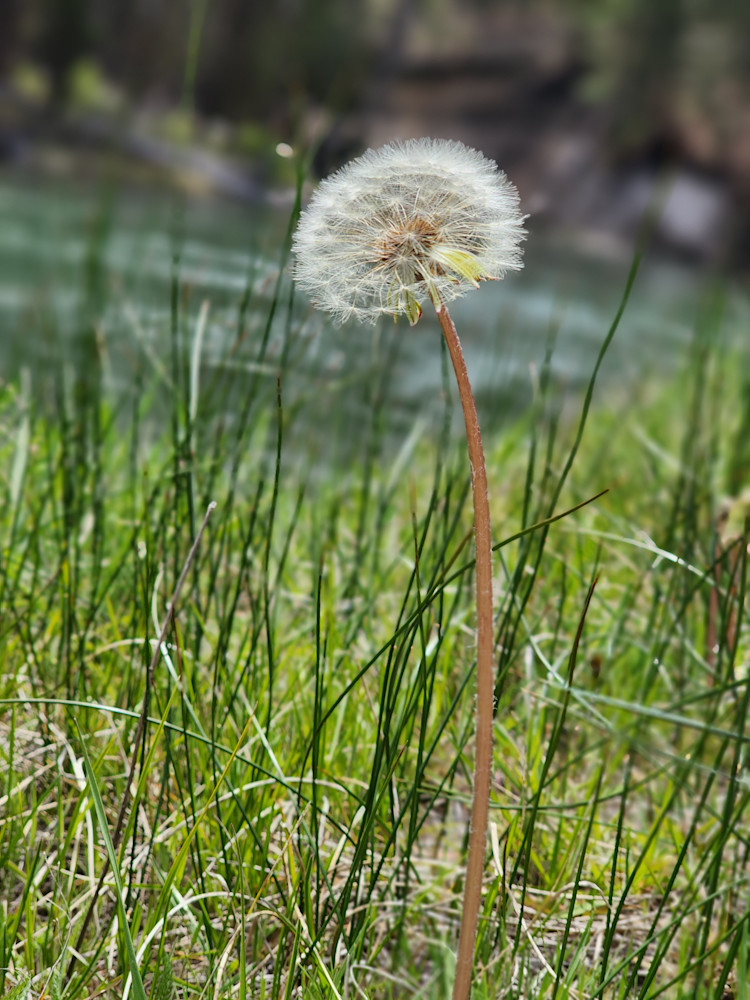 Making A Wish In Deschutes National Forest Photography Art | InYourBackyard
