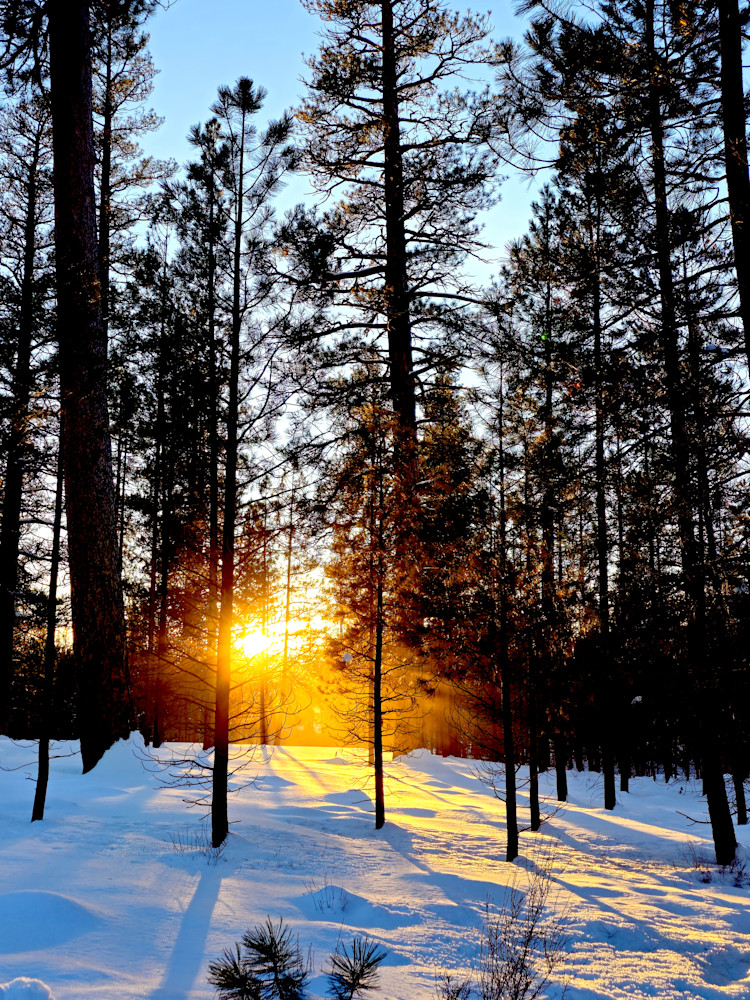 Sunset Through Trees In Deschutes National Forest Photography Art | InYourBackyard