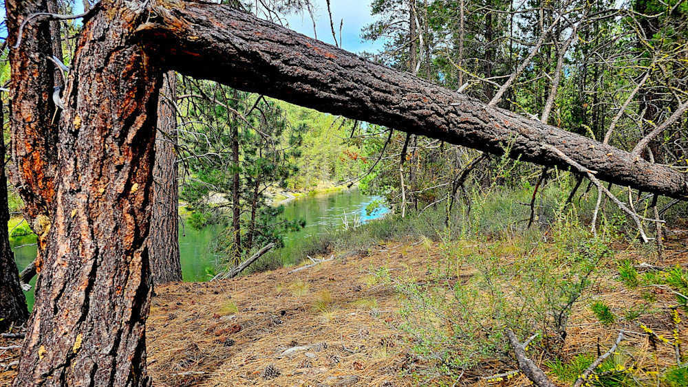 Broken Tree Along Deschutes River Photography Art | InYourBackyard