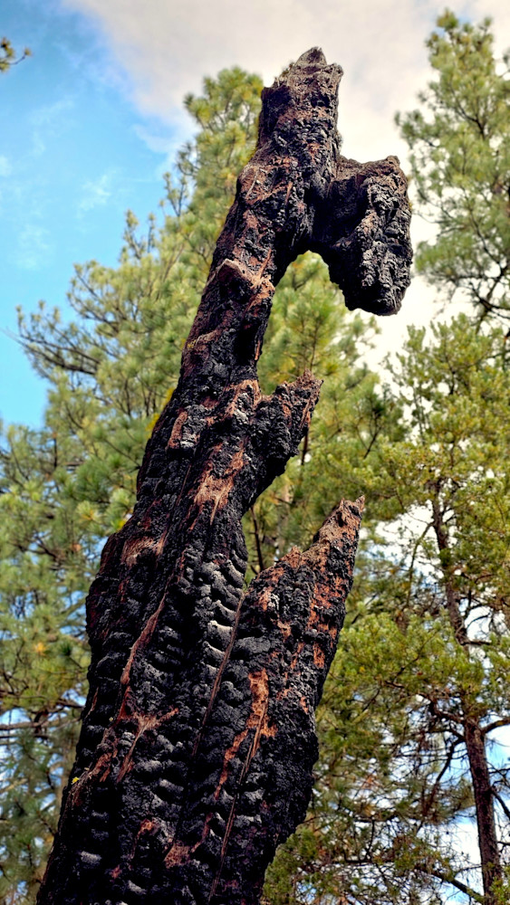 Burnt Wood   Ponderosa Pines Photography Art | InYourBackyard