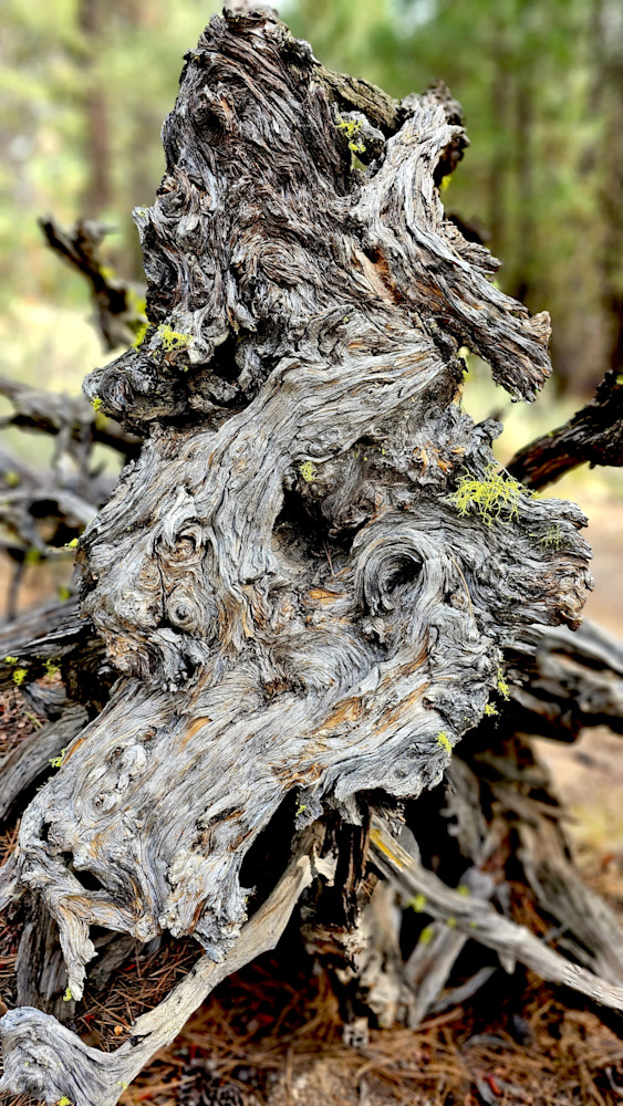 Dead Wood Photography Art | InYourBackyard