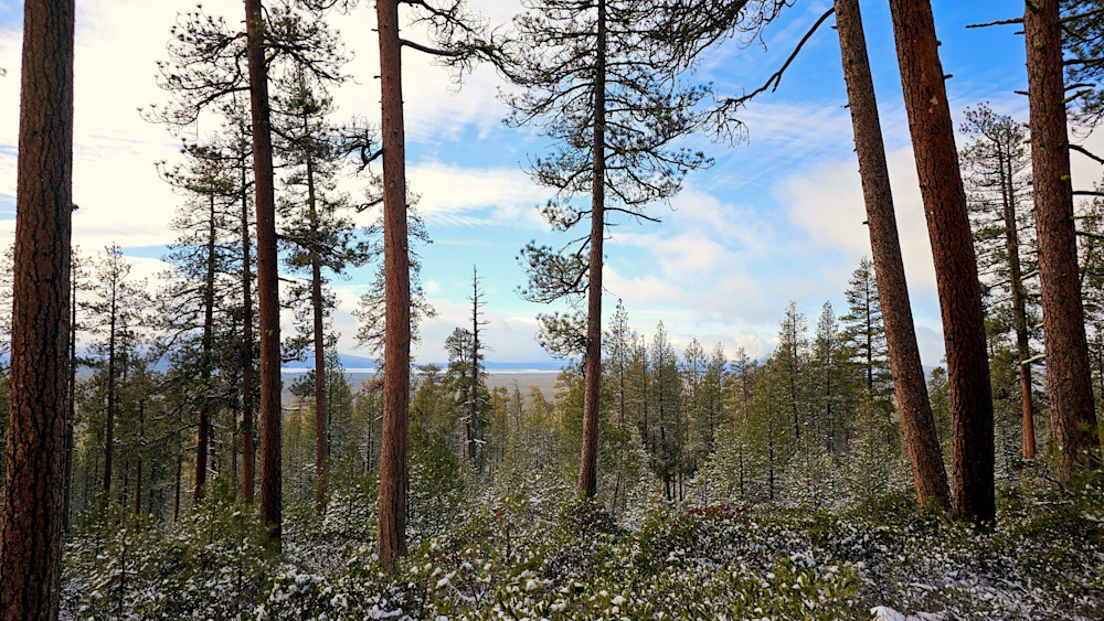 Forest View Wickiup Reservoir In The Distance Photography Art | InYourBackyard