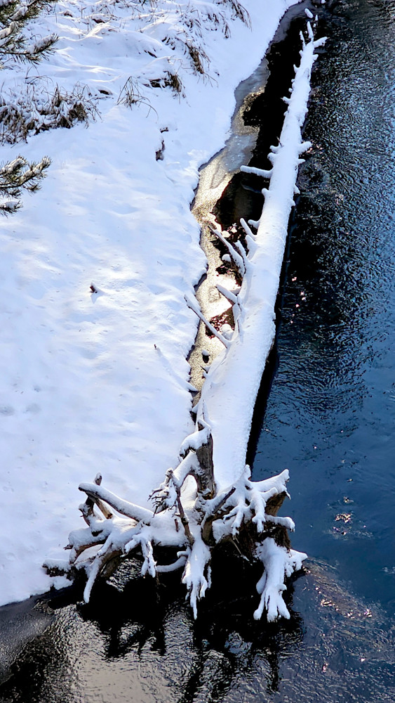 Fallen Tree Deschutes River Photography Art | InYourBackyard