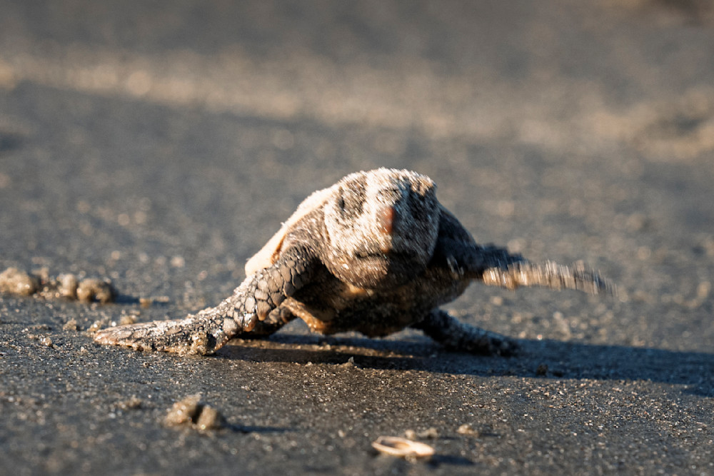 Emerging Journey Photography Art | Marcus Johnson Photography