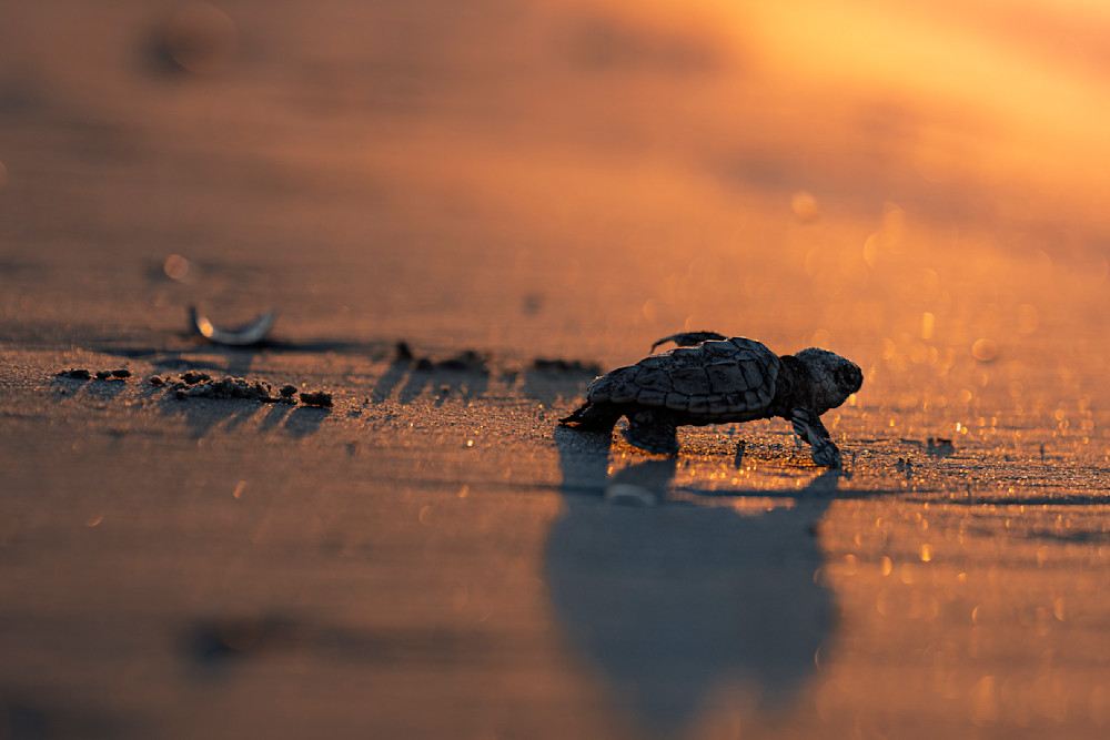 First Light, First Steps Photography Art | Marcus Johnson Photography