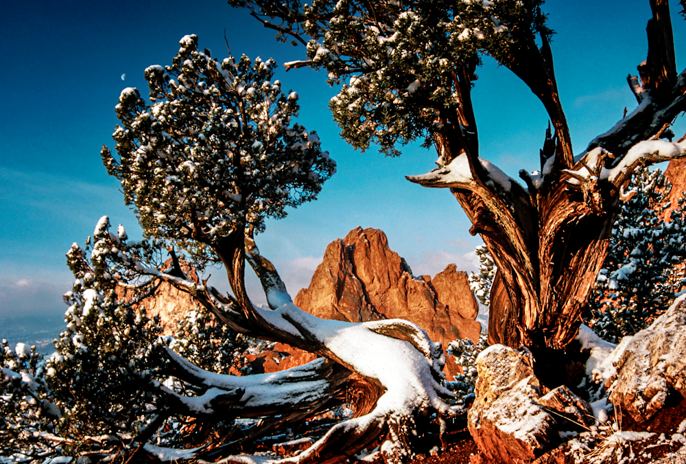 Colorado Gog Buzzitree 2010 00030 Photography Art | James H Egbert's Silver Branch Studios
