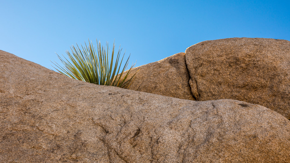 desert yucca and granite boulders