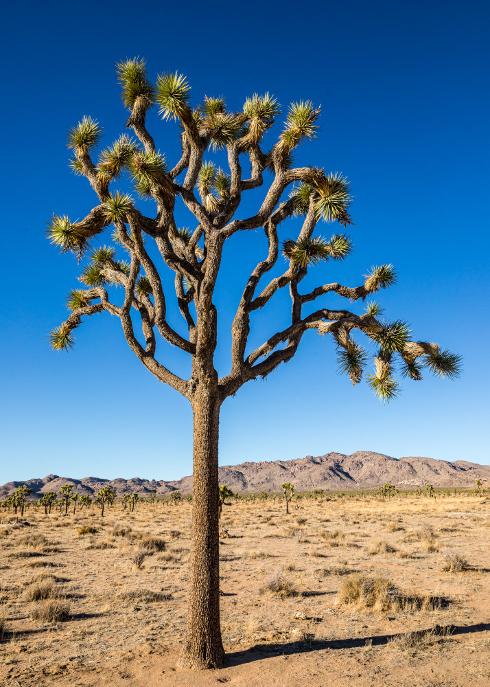 joshua tree