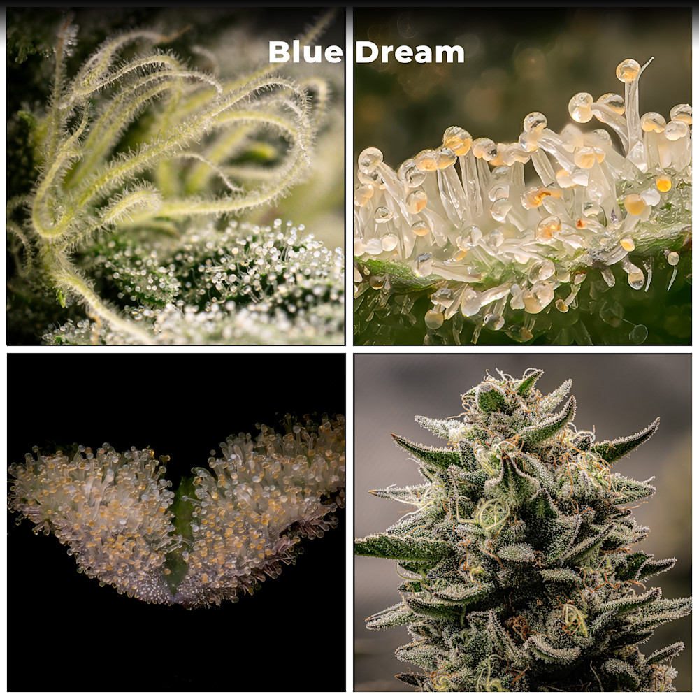 Close-up examination of cannabis plant trichomes and buds showcasing fine details and structures of Blue Dream strain