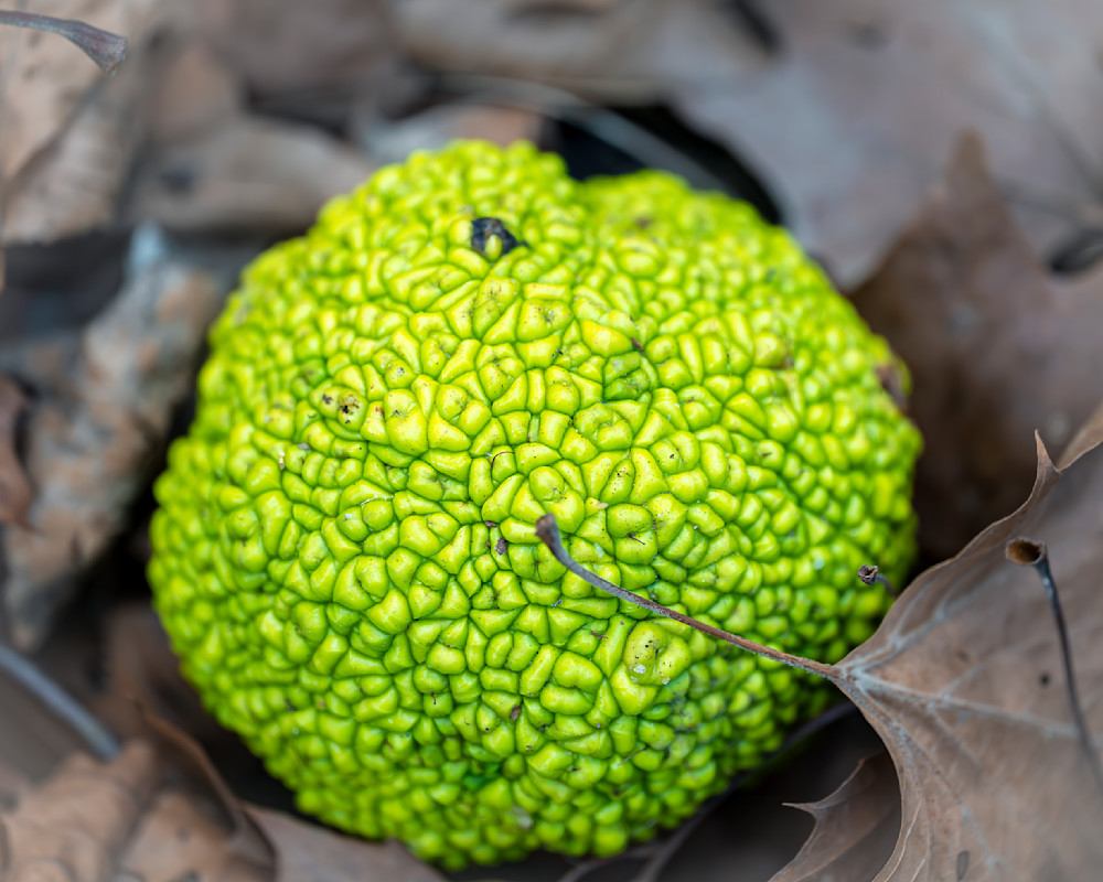 Osage orange fruit lies among fallen leaves in a natural setting on the forest floor