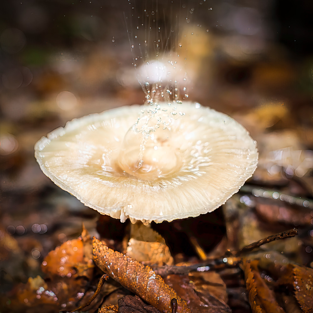 Mushroom releasing water droplets in a forest environment during daylight with fallen leaves surrounding it