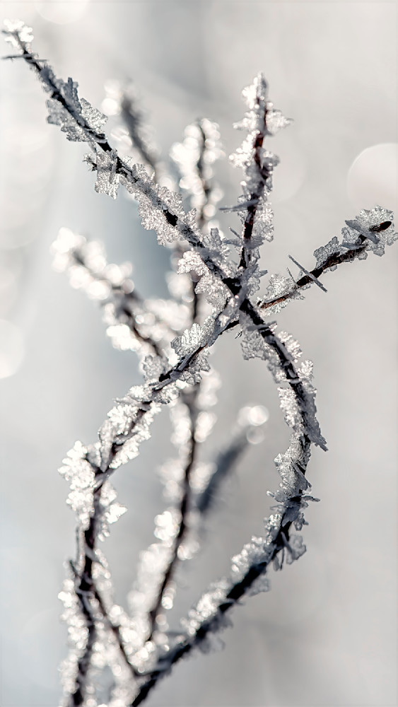 Intricate frozen flakes on branches capturing winter's beauty in delicate detail