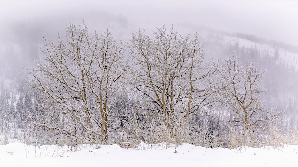 Frosty family of trees withstands harsh winter conditions against a snowy mountain backdrop