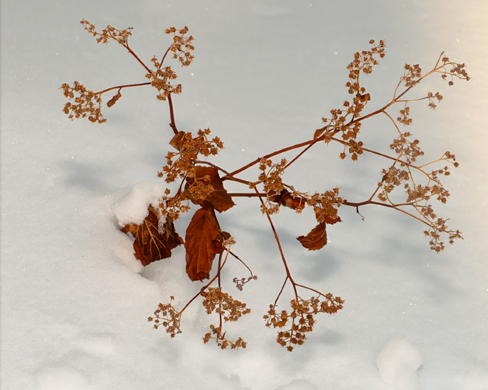 Dried plant with brown leaves and flowers in snow during winter season