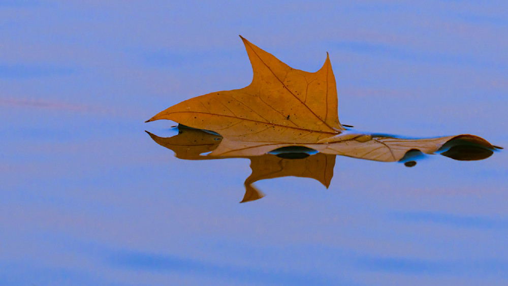Golden autumn leaf floating on still water with soft reflections