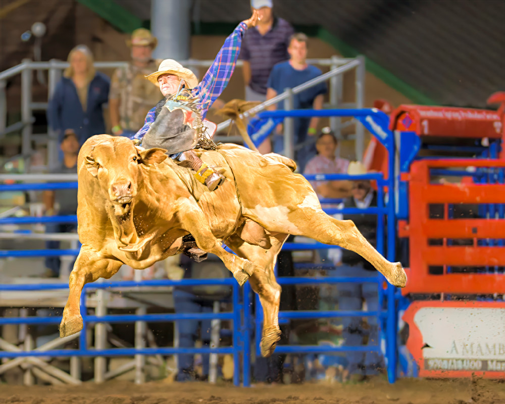 Cowboy riding a bucking bull at a rodeo event with spectators in the background