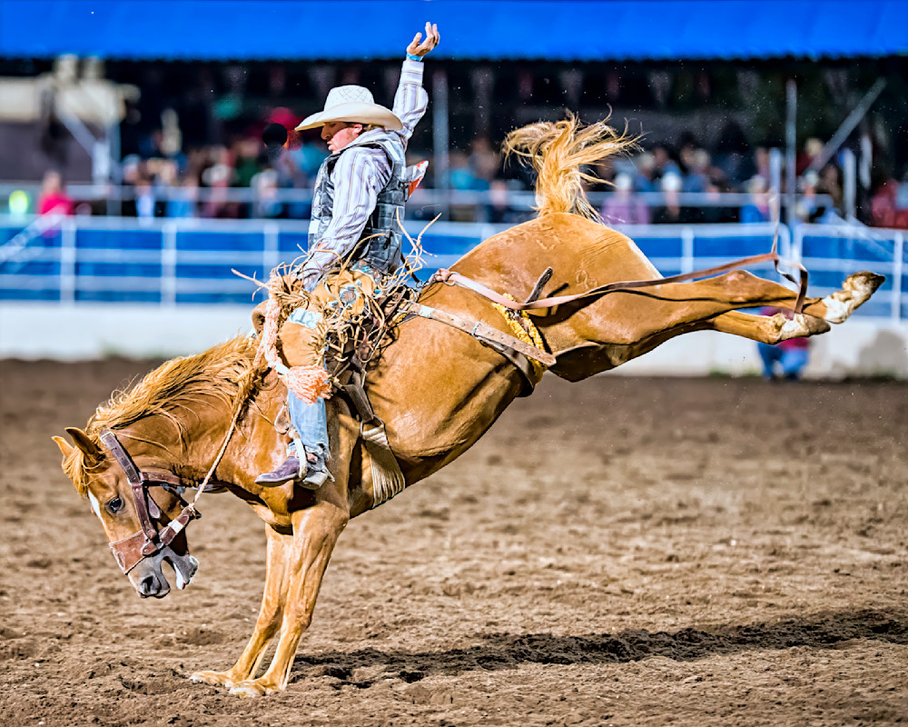 Rider on bucking horse at rodeo event energizing crowd with high energy performance